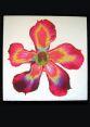 ORCHID-1 CANVAS